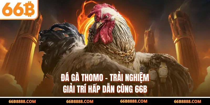 Đá Gà Thomo - Trải Nghiệm Giải Trí Hấp Dẫn Cùng 66B